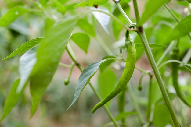 Foto groene peper die aan een plant hangt