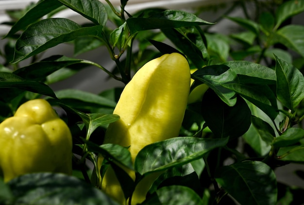 groene peper groeien in de tuin