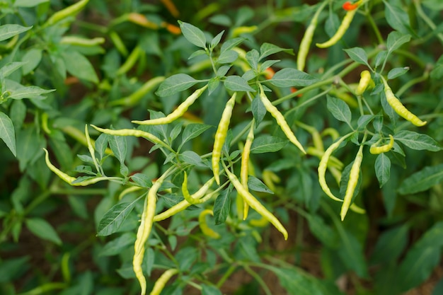 groene pepers groeien in een moestuin. Klaar voor de oogst.