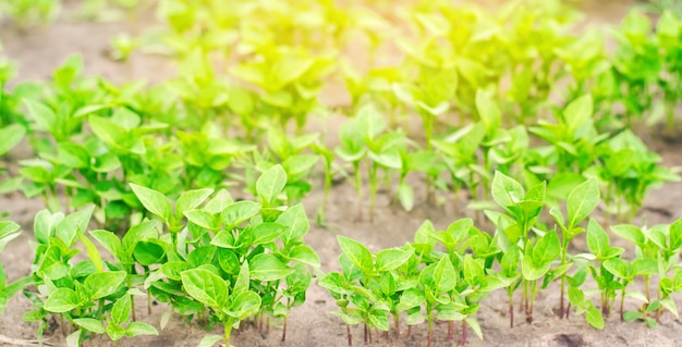 Groene peperzaailingen in de serre