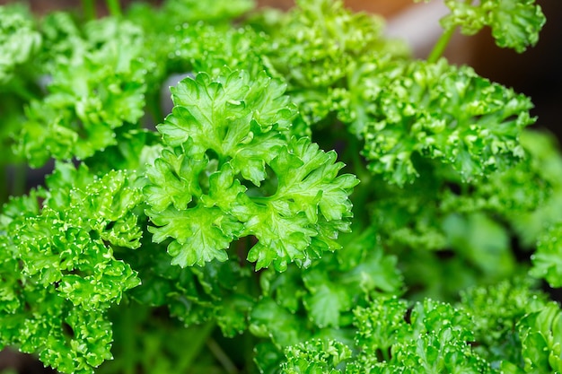 Groene peterselie bladachtergrond