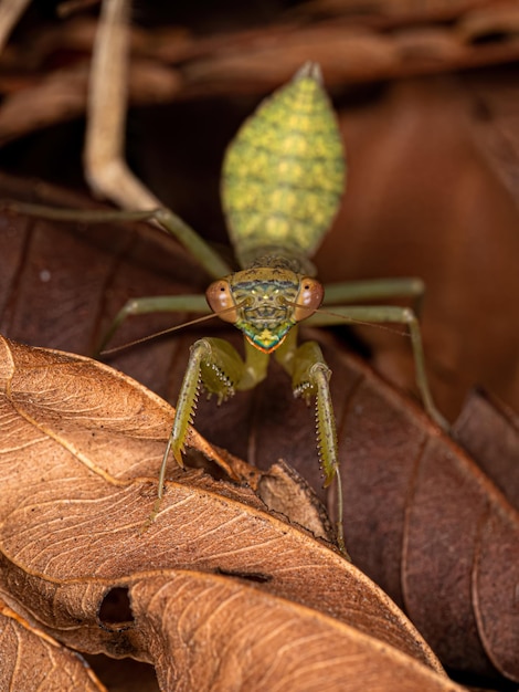 Groene Photinaid Mantis Nimf