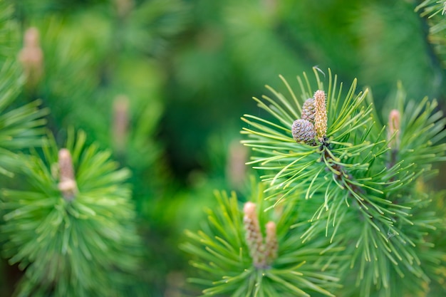 Groene pijnboomtakken, close-up van groenblijvende boom.