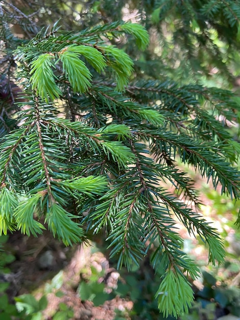 Groene pijnboomtakken