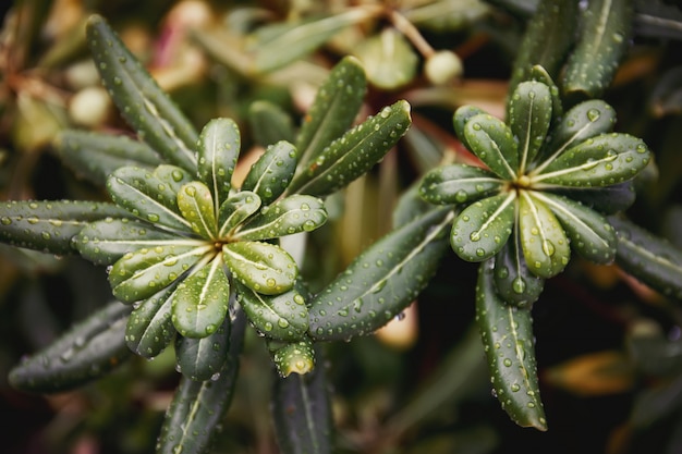 Groene pittosporumstruik in Montenegro. Natuur muur