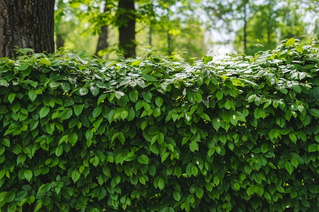 Groene plant achtergrond