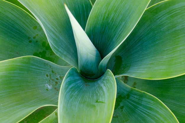 Foto groene plant agave attenuata