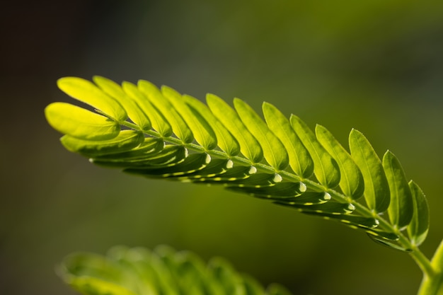 Groene plant blad close-up