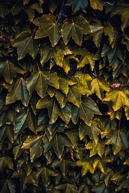 Groene plant bladeren in de natuur in de herfst seizoen groen