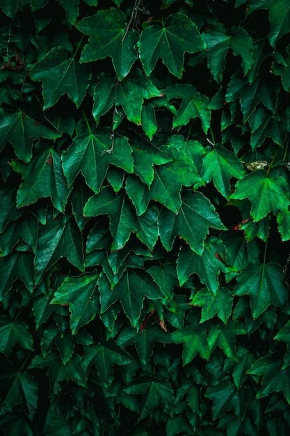 Groene plant bladeren in de natuur in het herfstseizoen