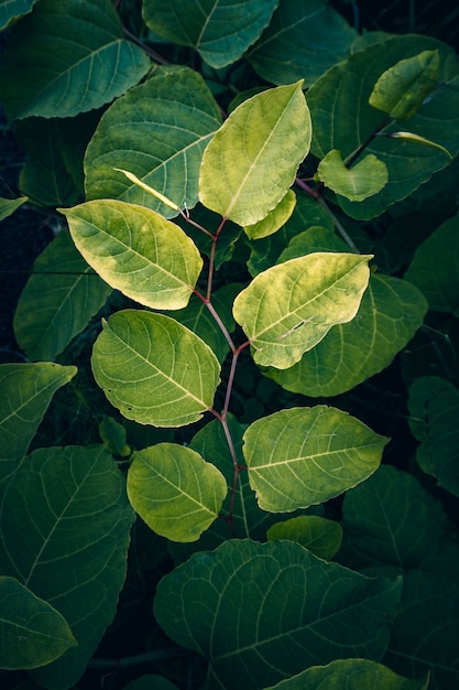 Groene plant bladeren in de natuur in het herfstseizoen