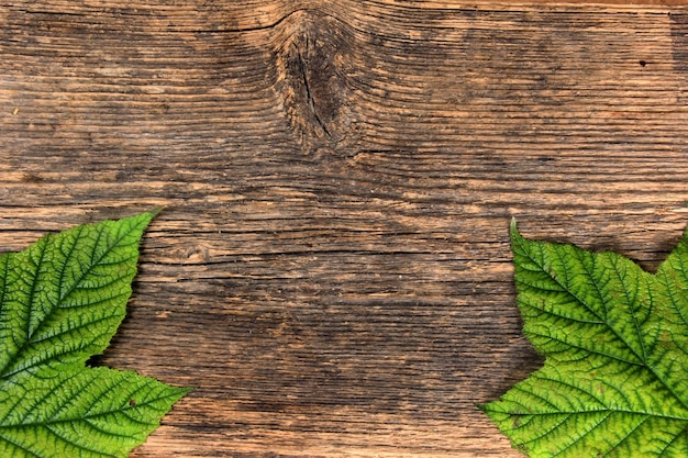 Groene plant bladeren op witte houten plank achtergrond, kopieer ruimte