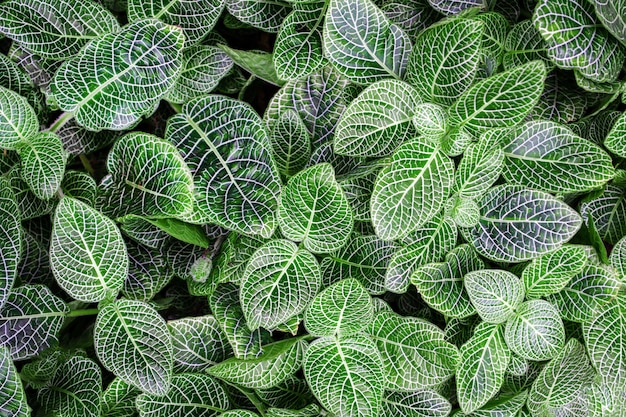 Groene plant close-up van fittonia witte anne blad natuur textuur