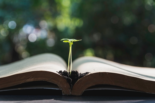 Groene plant en stapel boeken op tafel