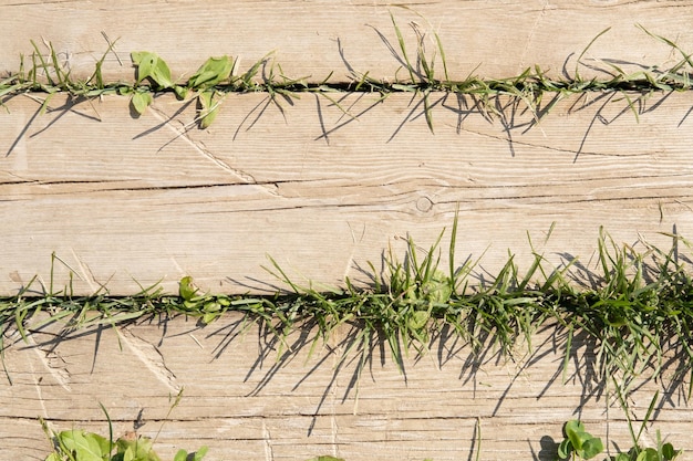 Groene plant groeit op plank houten vloer bovenaanzicht achtergrond