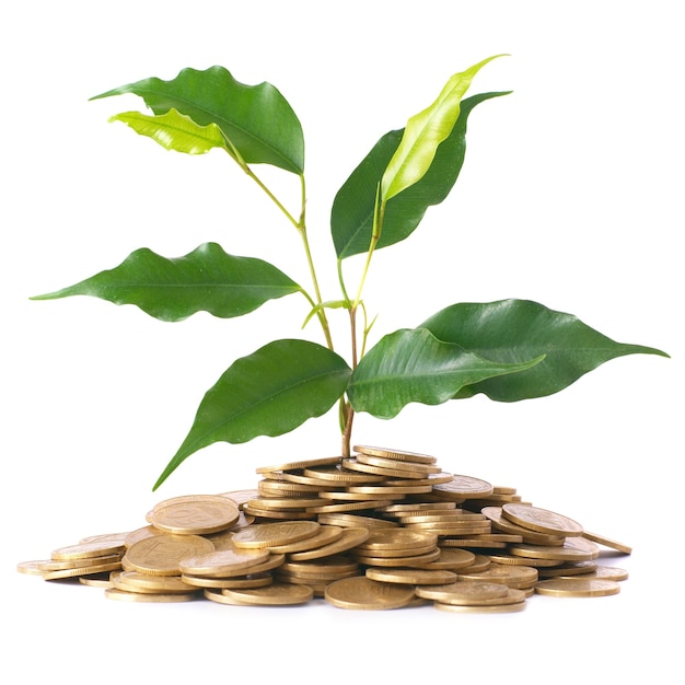 Groene plant groeit uit de munten. Geld financieel concept.