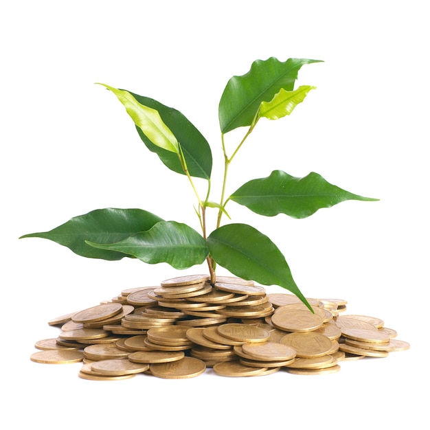 Groene plant groeit uit de munten. geld financieel concept.