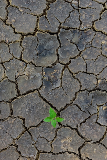 Groene plant het groeien trog dode grond.