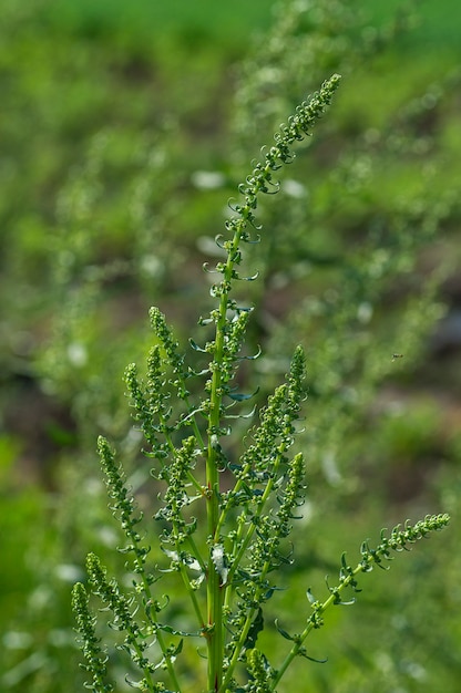 Groene plant in biologische boerderij