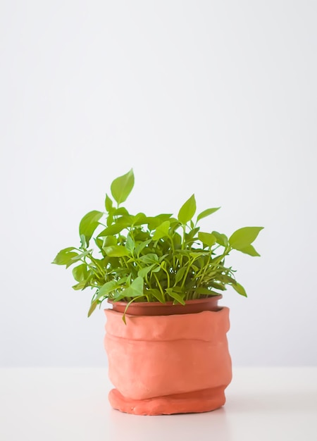 Groene plant in de handgemaakte keramische pot