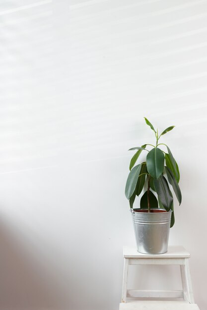 Groene plant in een vaas ingericht voor kamer