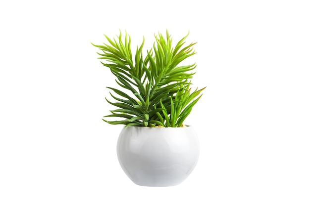 Groene plant in een witte pot op een lichte ondergrond
