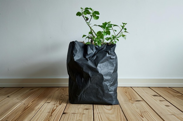 Groene plant in een zwarte zak op houten vloer voor een witte muur in een minimalistisch interieur