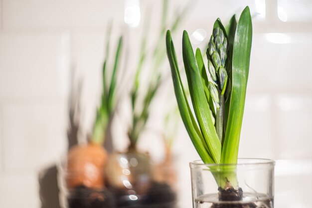 Groene plant in glas in de keuken Homegarden Achtergrond