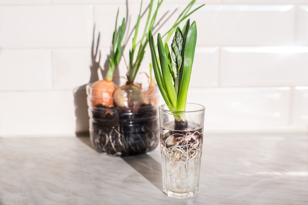 Groene plant in glas in de keuken