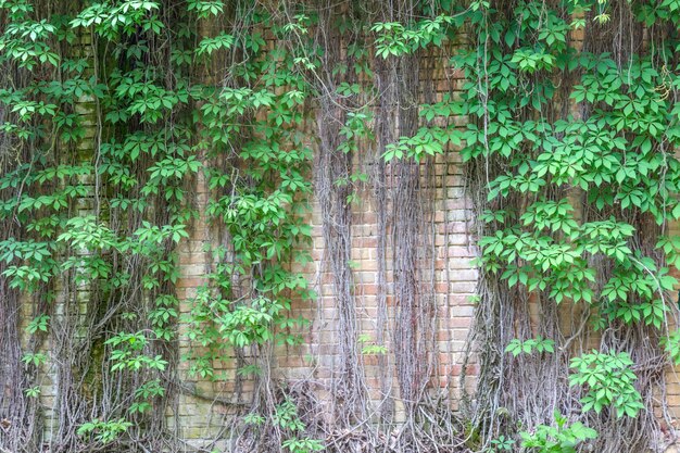 Groene plant krullen op bakstenen muur