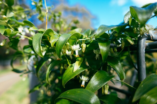 Groene plant laat achtergrond