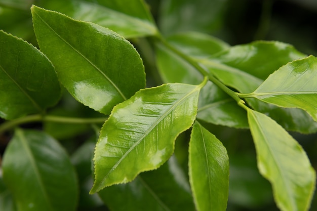 Groene plant laat achtergrond