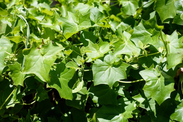 Groene plant laat de achtergrond achter