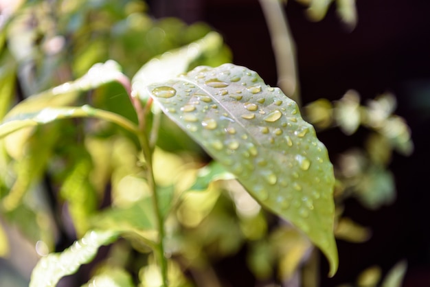 Groene plant laat de achtergrond achter