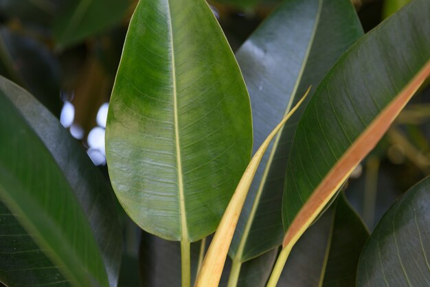 Groene plant laat de achtergrond achter