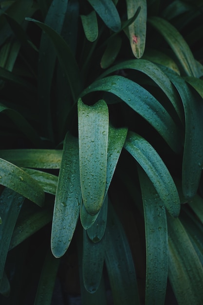 groene plant laat textuur