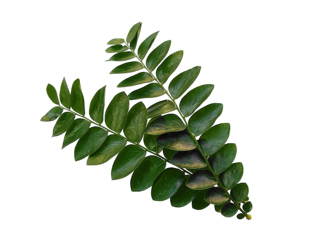 Groene plant of groene bladeren Geïsoleerd op witte achtergrond