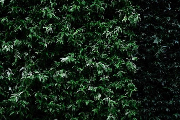 Groene plant op de textuurachtergrond van de verticale tuinmuur Duurzame groene muur Levende groene muur Eco