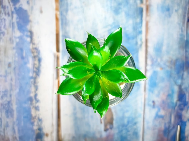 Groene plant op glazen pot met blauwe houten achtergrond