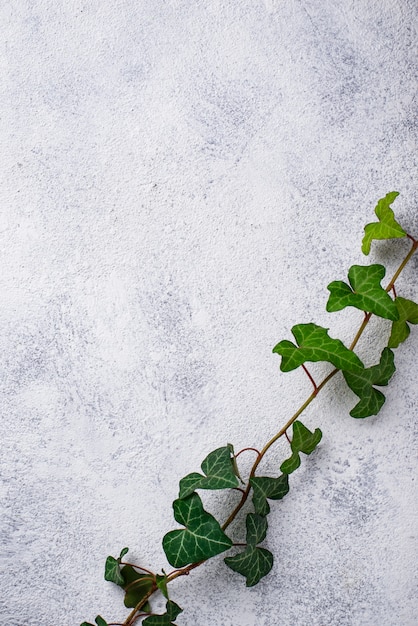 Groene plant op licht