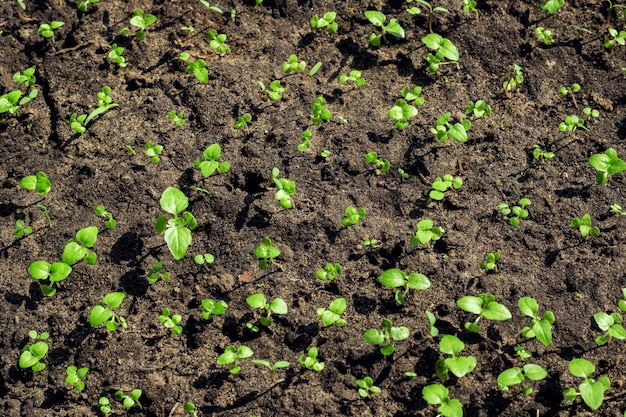 Groene plant spruiten op zwarte grond close-up