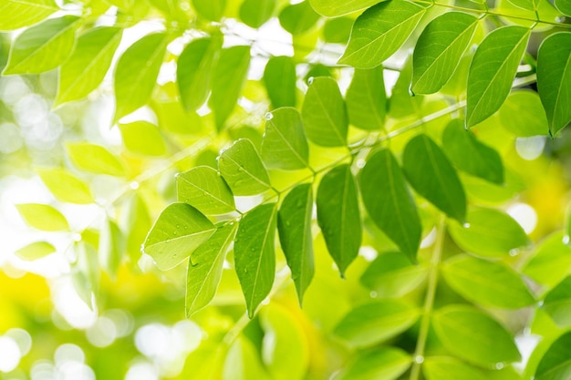 Groene plant verlaat behang