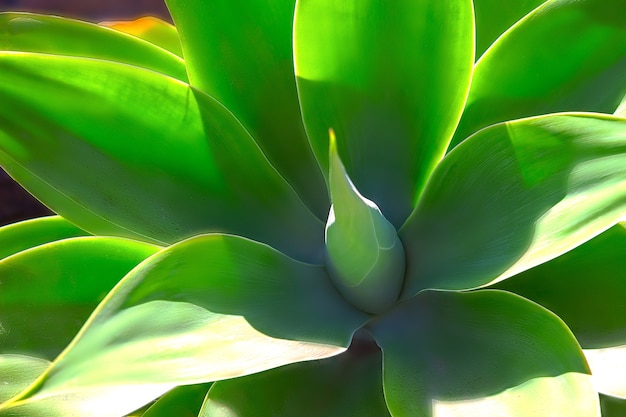 Groene plant yucca of Tree of Life van heel dichtbij gevangen, close-up in Namibië