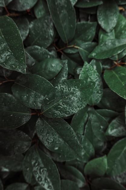 Foto groene plantbladeren in de tuin groene achtergrond