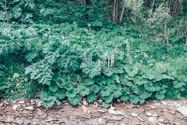 Groene planten bij de rivier