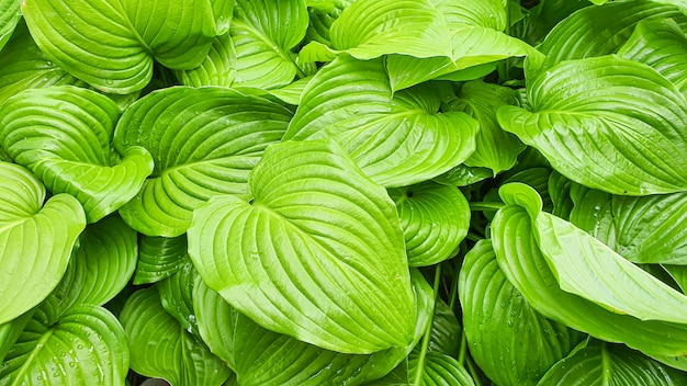 groene planten Bladeren beslaan een groot oppervlak