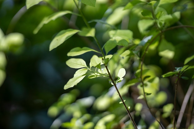 Groene planten bladeren dicht omhoog