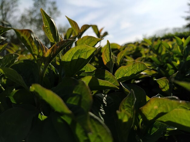 Groene planten close-up met achtergrondverlichting Landschapsarchitectuur in het stadspark Gedeeltelijk onscherp