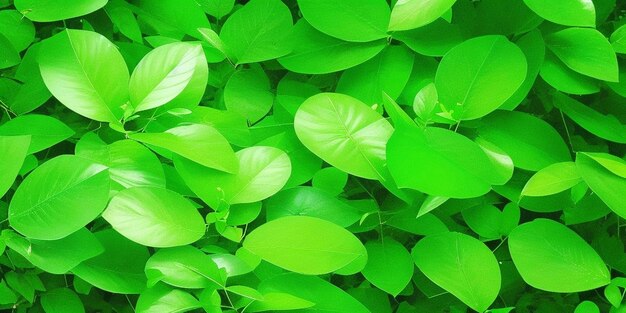 Groene planten die in een tuin staan