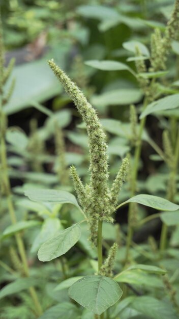 Groene planten en bloemen van Amaranthus powellii ook bekend als Powells amarant pigweed gladde groene amarant